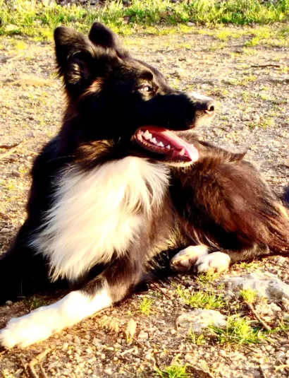 Dressage canin heureux éduqué par Wonder Dog en Charente