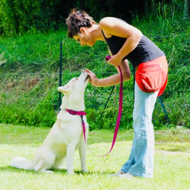 Dressage canin heureux éduqué par Wonder Dog en Charente